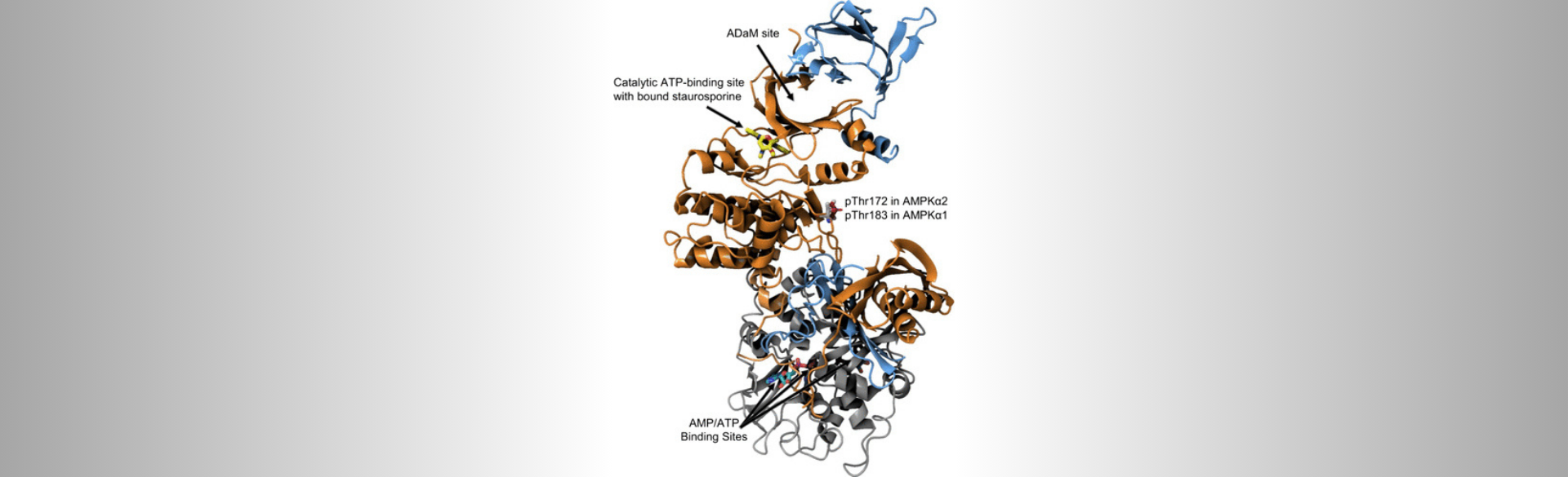 AMPK Diagram